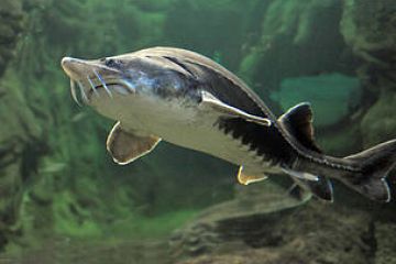 Hope for sturgeons as European states adopts action plan to save continent’s most endangered fish species